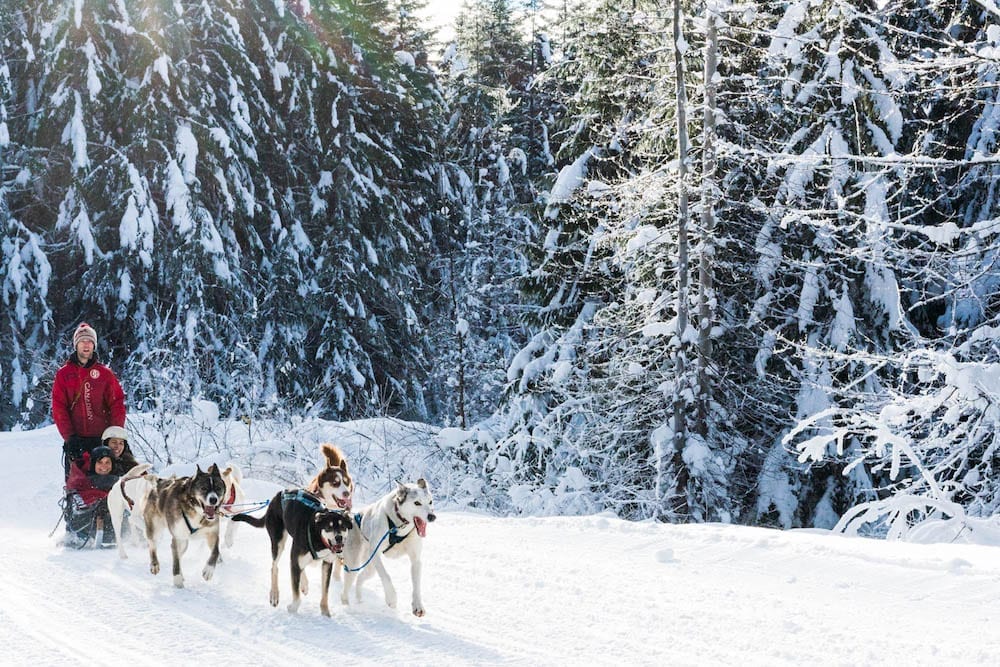 Dog Sledding Tours I Adventure I Whistler BC Canada