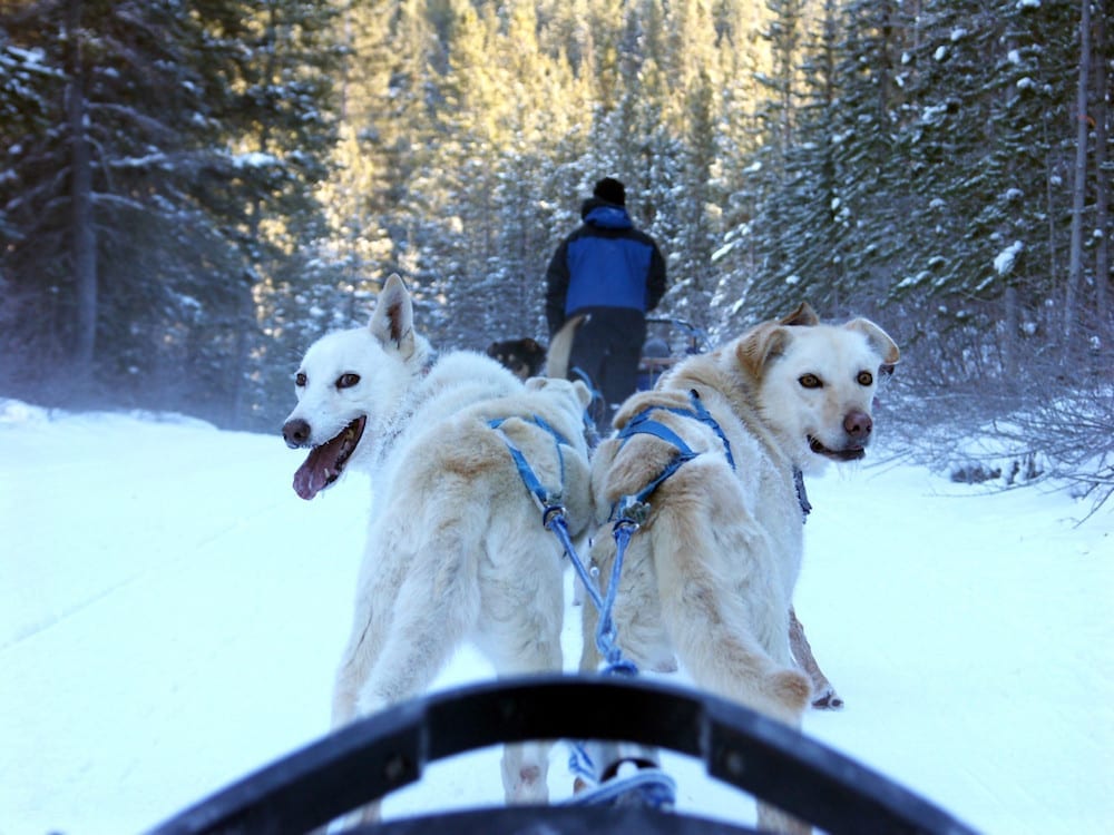 Dog Sledding Tours I Adventure I Whistler BC Canada