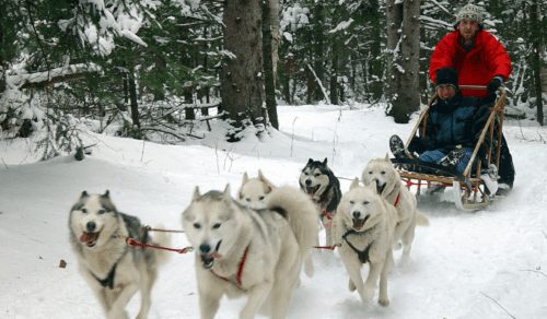 Whistler Dog Sledding Tours