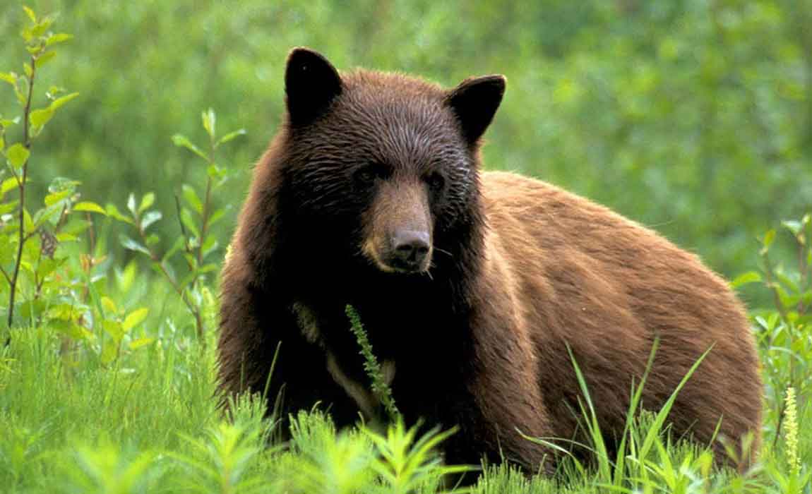 Whistler Bear Tours