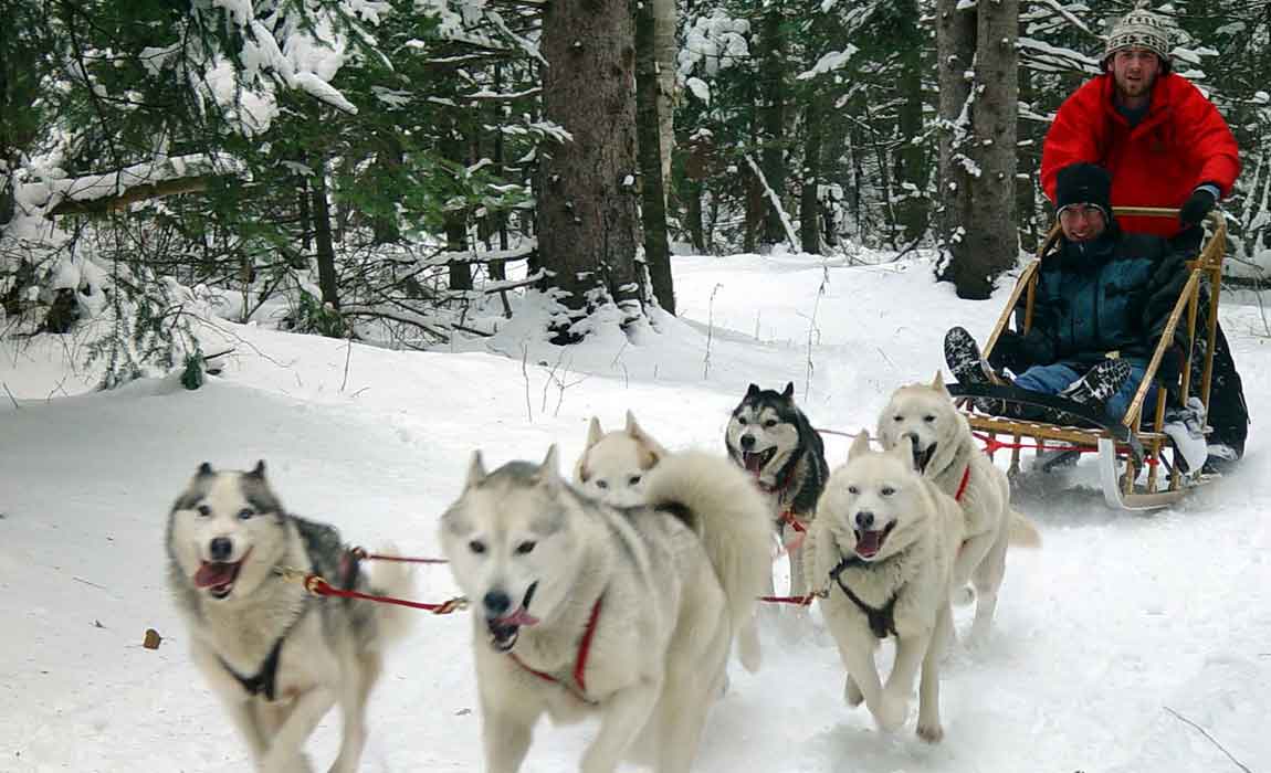 Whistler Dog Sledding Tours