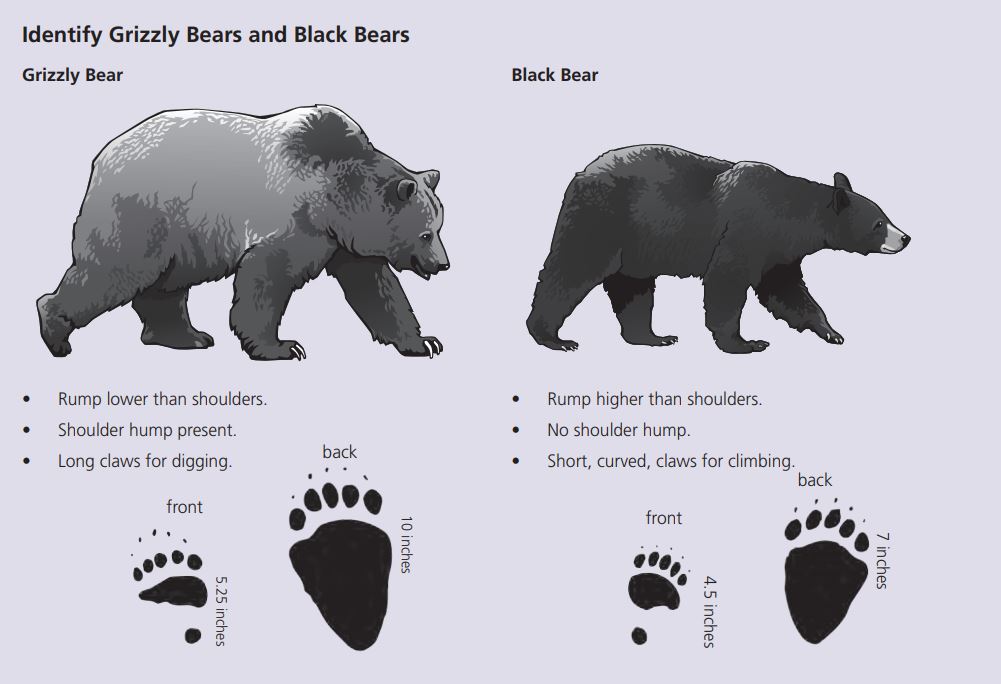 Black Bear Vs Grizzly Bear