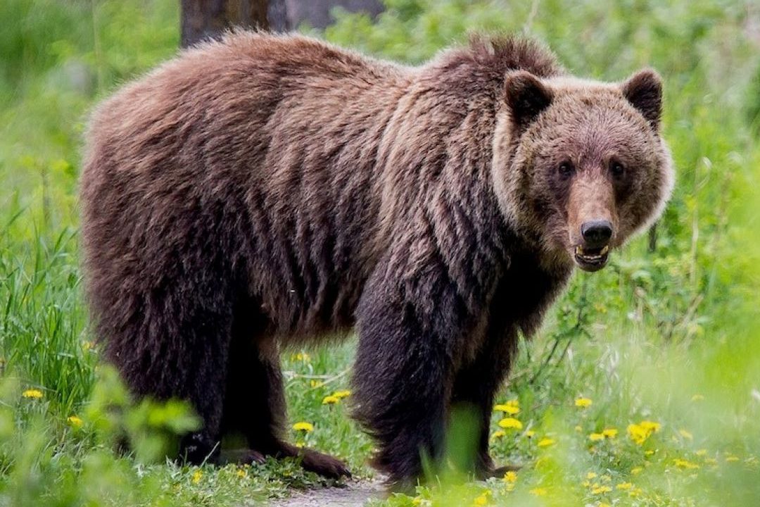 Grizzly Bear in Whistler